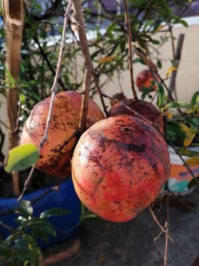 Anthracnose of Pomegranate - Pomegranate