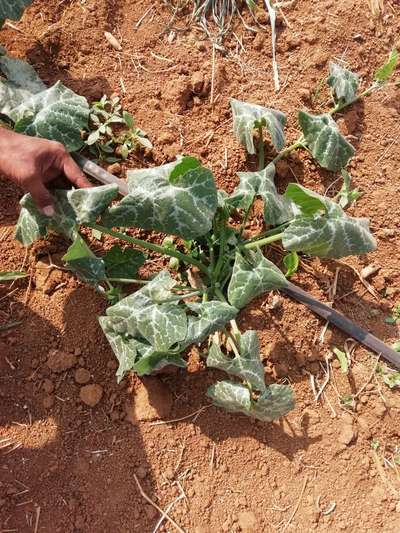 Bacterial Wilt - Pumpkin