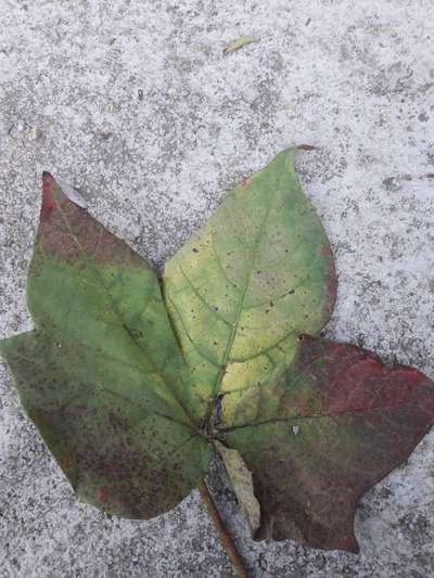 Leaf Reddening of Cotton - Cotton