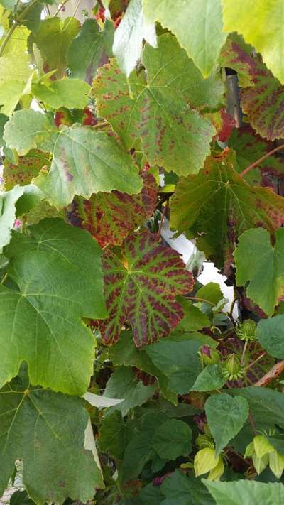 Phosphorus Deficiency - Grape