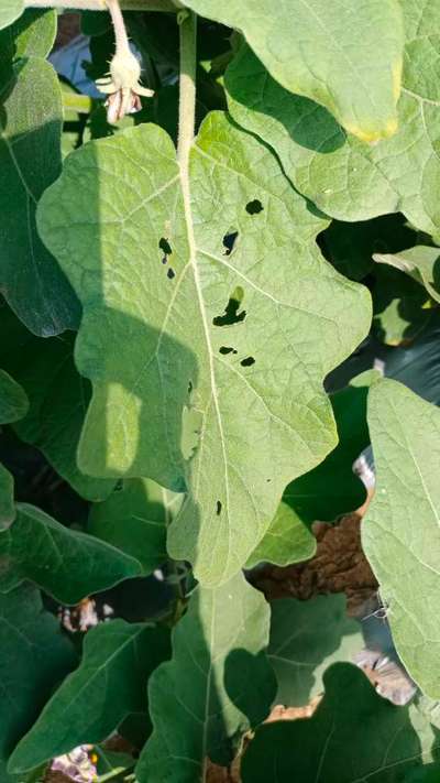 Flea Beetles - Brinjal