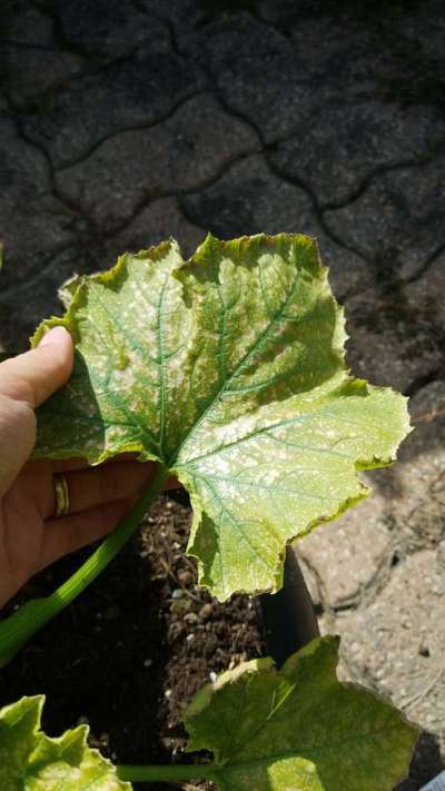 Spider Mites - Zucchini