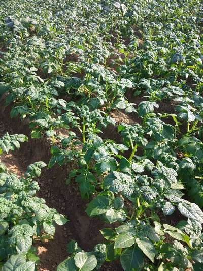 Spider Mites - Potato