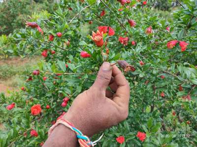 Anthracnose of Pomegranate - Pomegranate