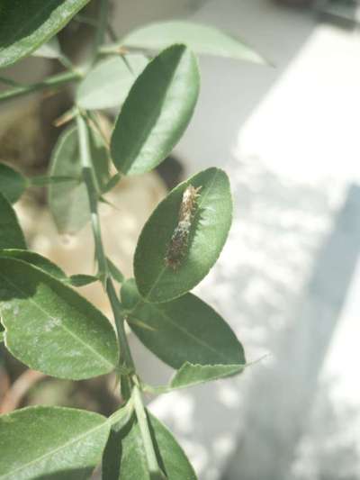 Giant Swallowtail Caterpillar - Citrus