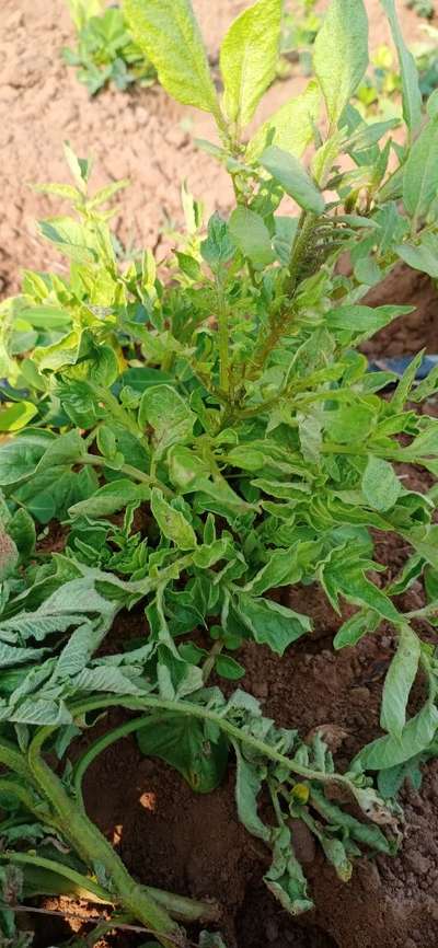 બટાકાના પાંદડાને ગોળ વાળતો વાયરસ - બટાટા