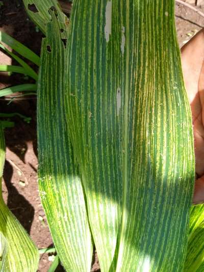 Magnesium Deficiency - Maize