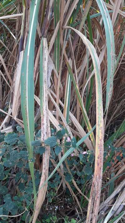 Eyespot of Sugarcane - Sugarcane