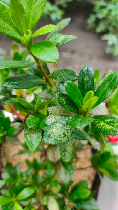 Spider Mites - Pomegranate