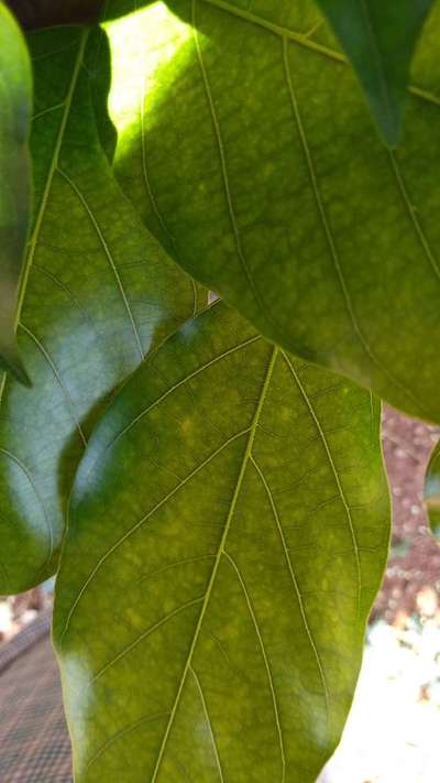 Powdery Mildew - Mango