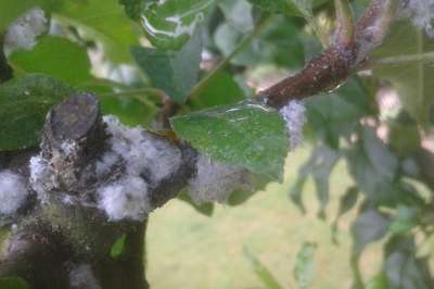 Woolly Aphid - Apple