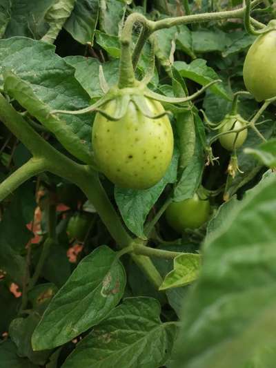 ಹೆಲಿಕೋವರ್ಪಾ ಕ್ಯಾಟರ್ ಪಿಲ್ಲರ್ - ಟೊಮೆಟೊ