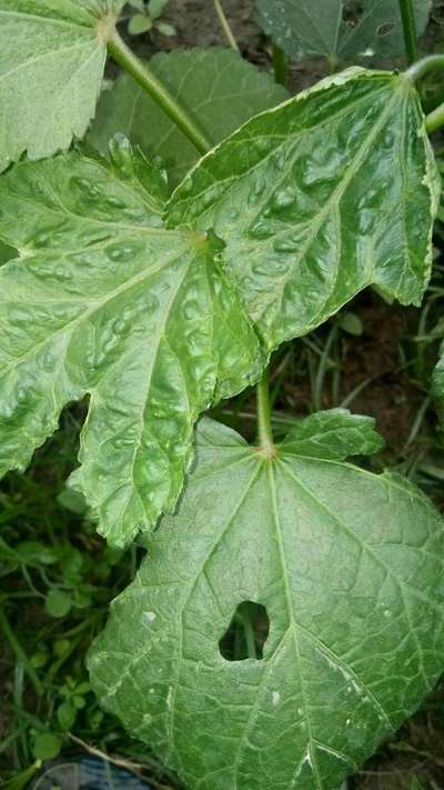 Leafhoppers and Jassids - Okra