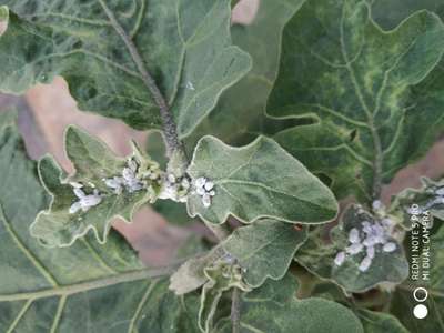 Spider Mites - Brinjal