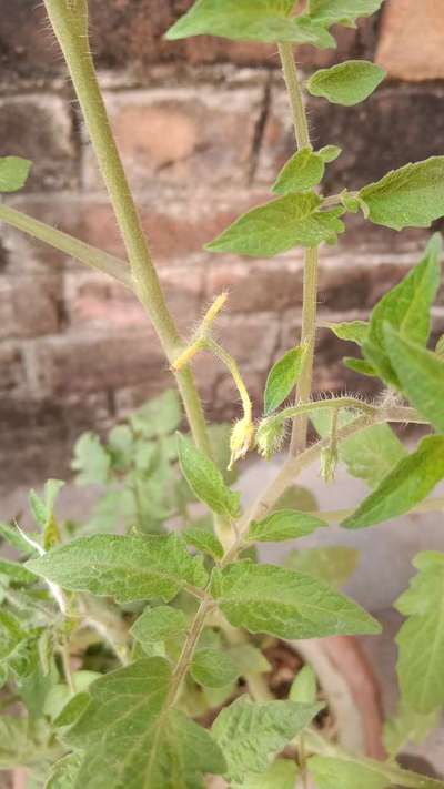 Botrytis Blight - Tomato