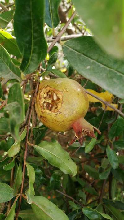 Helicoverpa Caterpillar - Pomegranate