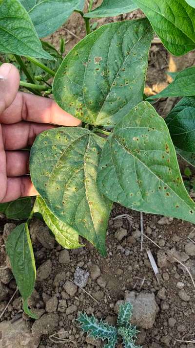 Cercospora Leaf Spot of Legumes - Bean