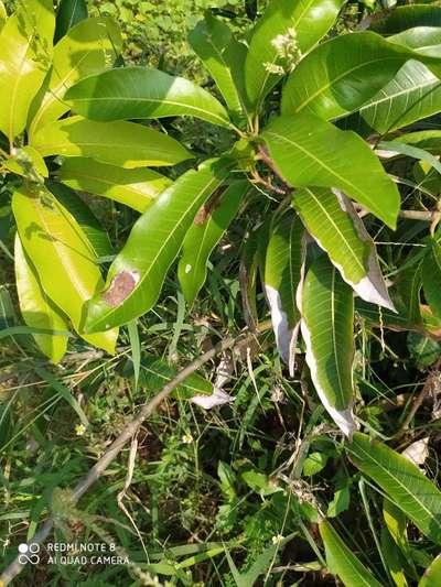 Hairy Caterpillars - Mango