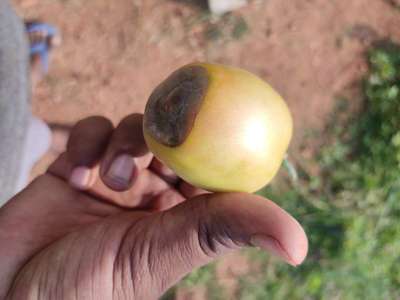 Blossom End Rot - Tomato