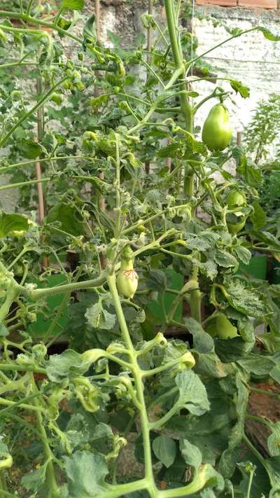 Vírus da Folha Amarela do Tomate - Tomate