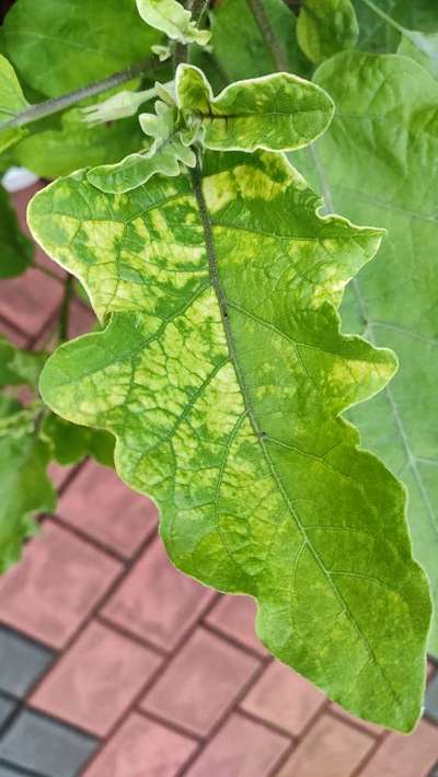 Leaf Variegation - Brinjal