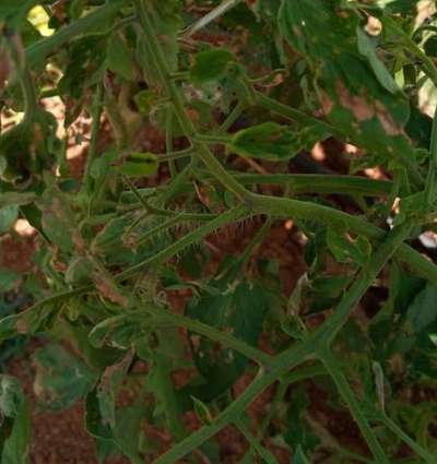 Diamondback Moth - Tomato