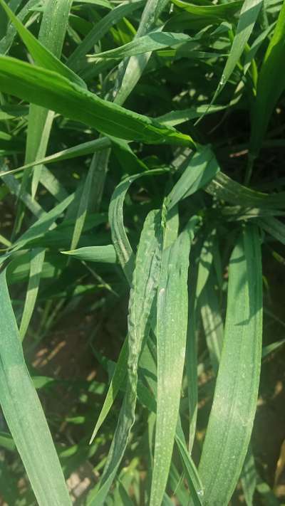 Boron Deficiency - Wheat