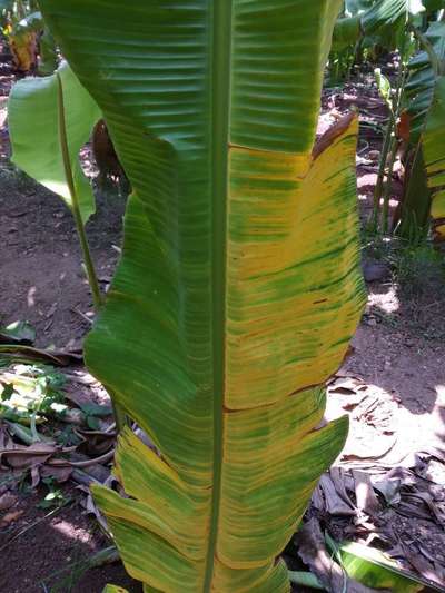 Boron Deficiency - Banana