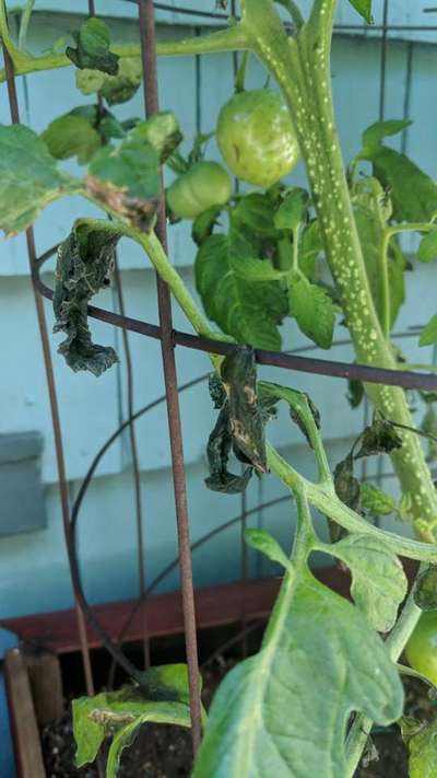 Root and Foot Rot - Tomato