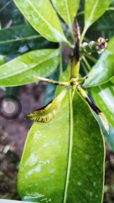 Calcium Deficiency - Mango