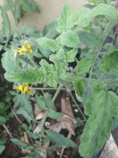 Tomato Yellow Leaf Curl Virus - Tomato