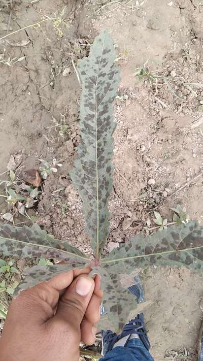 Cercospora Leaf Spot of Okra - Okra