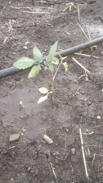 Nitrogen Deficiency - Tomato