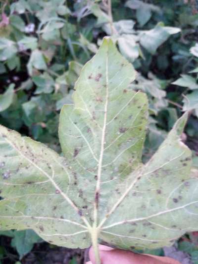 Aphids - Cotton