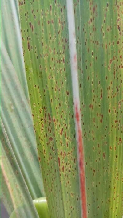 Sugarcane Common Rust - Sugarcane