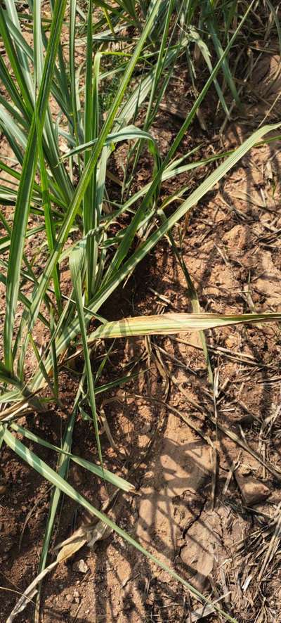 Sugarcane Common Rust - Sugarcane