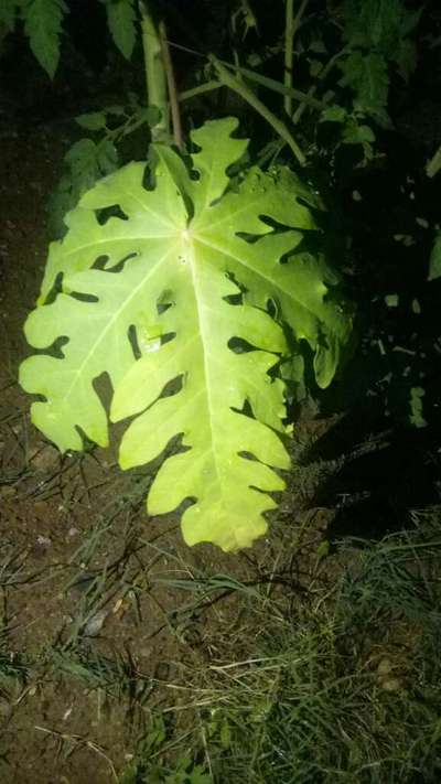 Nitrogen Deficiency - Papaya