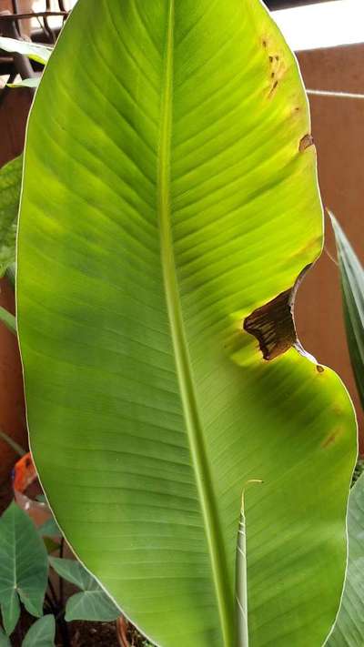 Leaf Blotch of Banana - Banana