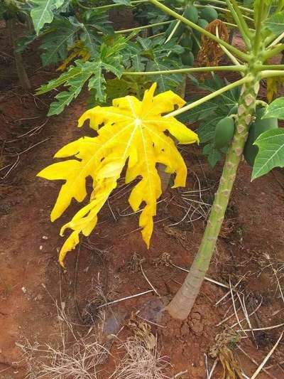 Nitrogen Deficiency - Papaya