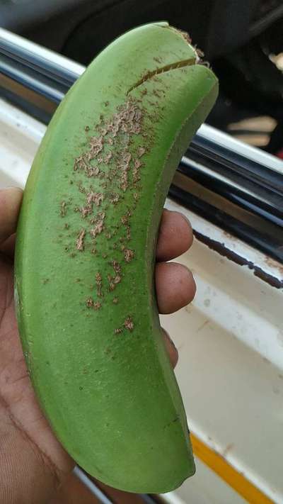 Banana Scab Moth - Banana