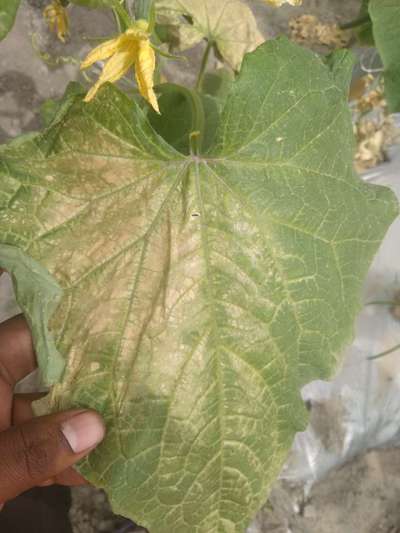 Powdery Mildew - Cucumber