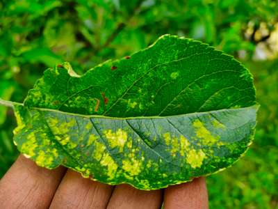 Apple Mosaic Virus - Apple