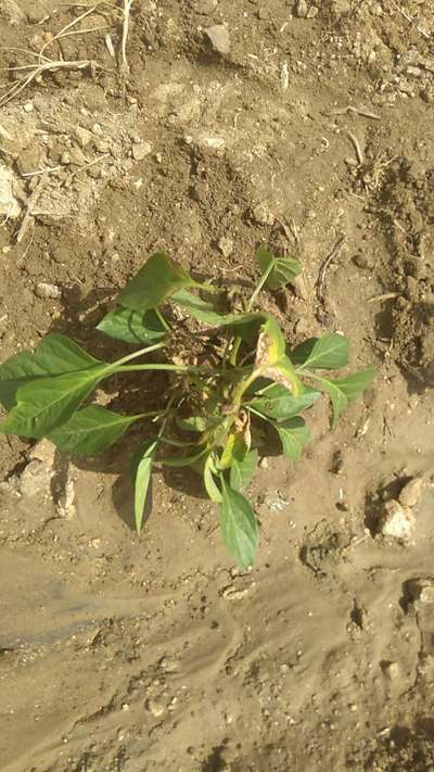 Early Blight - Capsicum & Chilli