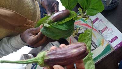 Boron Deficiency - Brinjal