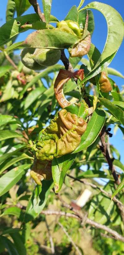 Peach Leaf Curl - Peach