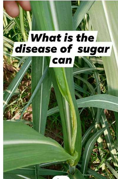 Boron Deficiency - Sugarcane