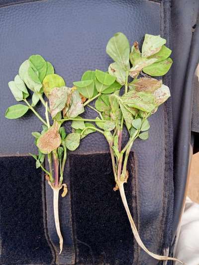 Ashy Stem Blight of Bean - Peanut