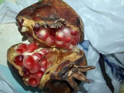 Bacterial Blight of Pomegranate - Romã