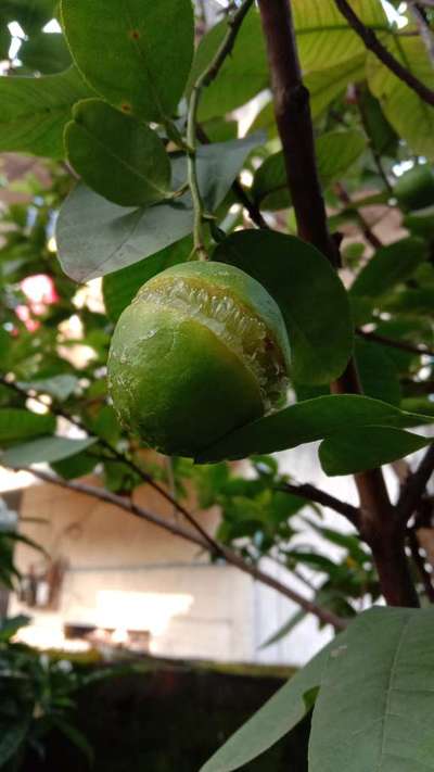 Boron Deficiency - Citrus