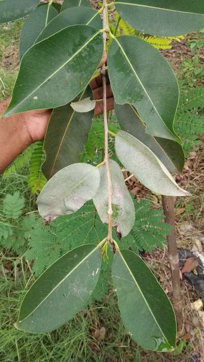 Spider Mites - Mango